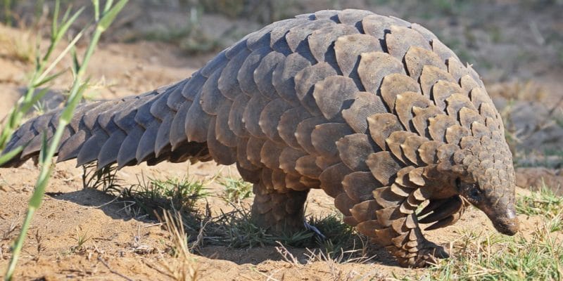 Le pangolin